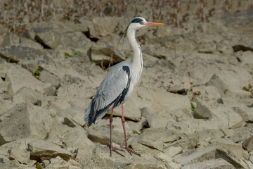 Beautiful Grey Heron (Ardea cinerea) bird standing on a rock in a stones background.