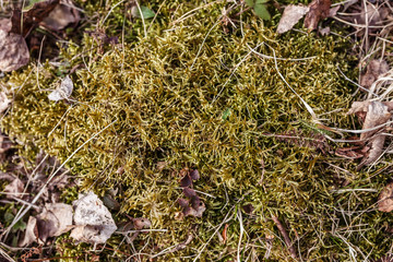 moss in the forest, texture, background
