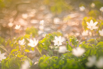 Closeup of spring anemone flowers