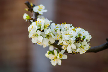 Blooming flowers young blue plums