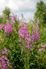 Obraz premium Blooming fireweed on a background of blue sky and green field.