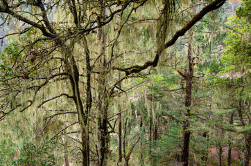 Moss covered trees in misty forest Bhutan