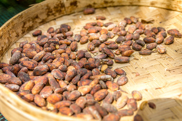 Many Balinese Luwak coffee beans