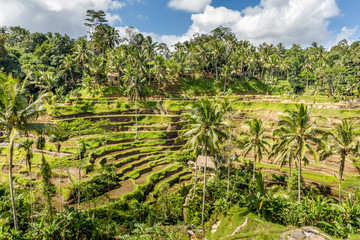 Fototapeta na wymiar Tegallalang Rice Terrace, Bali, Indonesia
