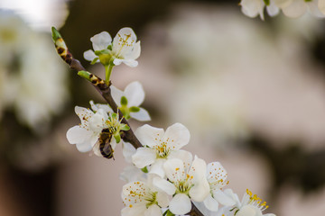 Blooming flowers young blue plums