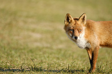 A magnificent wild Red Fox, the fox looks straight into the camera, part of anima