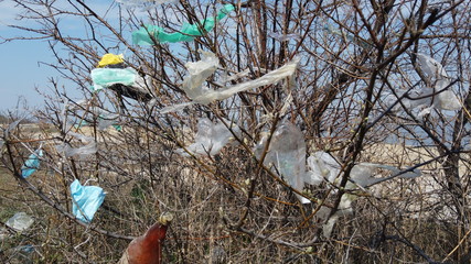 Face masks and plastic debris on branches of trees. Coronavirus (COVID-19) is contributing to...