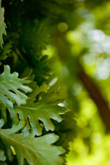 natura © disneyfrog