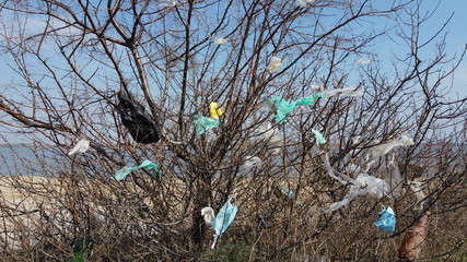 Face masks and plastic debris on branches of trees. Coronavirus (COVID-19) is contributing to pollution, as discarded face masks clutter urban parks & streets of the city along with plastic debris