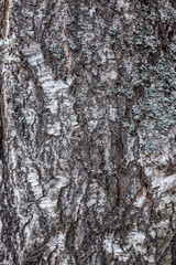birch bark, wood texture, background