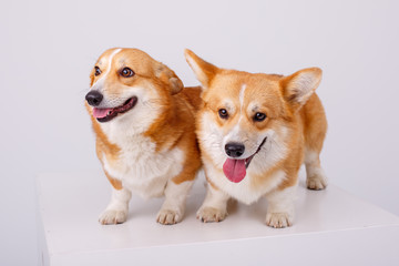 Welsh Corgi Pembroke 2 dogs on a white background