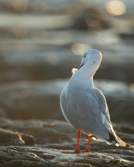 Backlit seagull grooming its feathers at sunrise