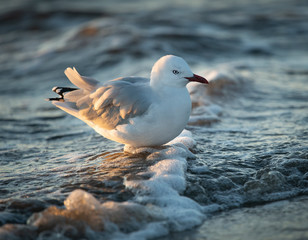 Back-lit seagull wading in the sea water with water bubbles under its feet