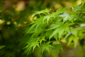 Fototapeta premium natura