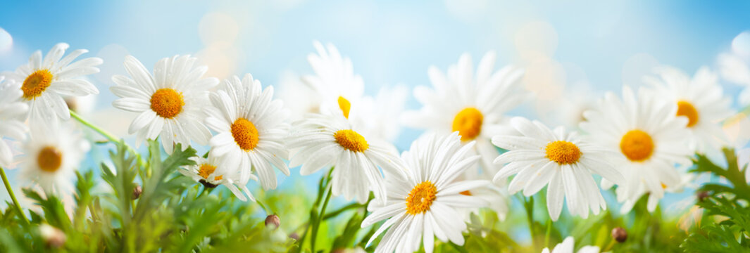 Beautiful Chamomile Flowers In Meadow. Spring Or Summer Nature Scene With Blooming Daisy In Sun Flares.