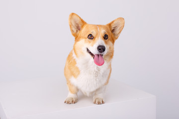 welsh corgi pembroke dog isolated on white background