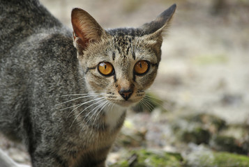 closeup of a domestic asian cat chilling, playing and watching