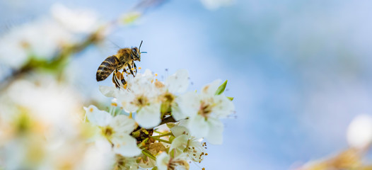 Close-up photo of a Honey Bee gathering nectar and spreading pollen on white flowers of white cherry tree.