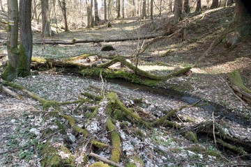 spring on a creek in the forest