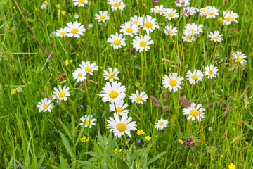 Fototapeta premium Chamomiles among the motley grass on the mountain meadow