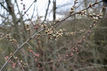 green branch of a tree in spring