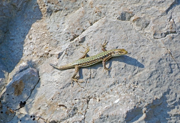  lizard basks in the sun