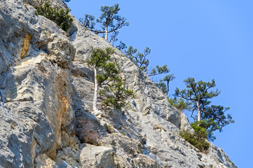 trees on rocks  in the mountains