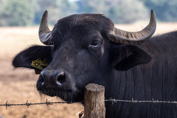 buffalo breeding in a company that produces buffalo mozzarella from Campania, Italy