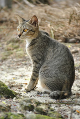 Obraz premium closeup of a domestic asian cat chilling, playing and watching