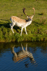 Naklejka na ściany i meble A fallow deer looking at camera, next to a river, refelction in the water, the Netherlands
