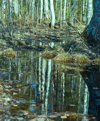 Russian forest in early spring.