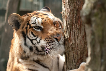 portrait d'un tigre au milieu des arbres