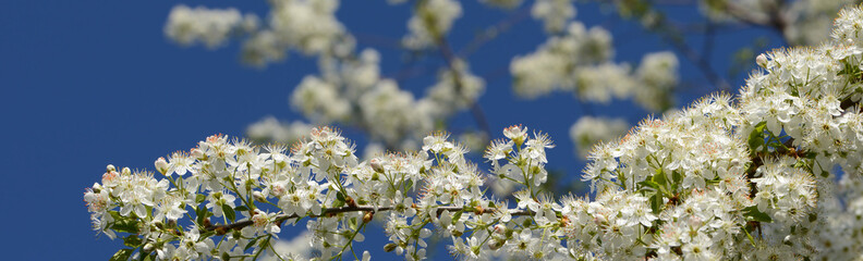 Frühling 502 © K.-U. Häßler