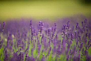 Naklejka premium natura