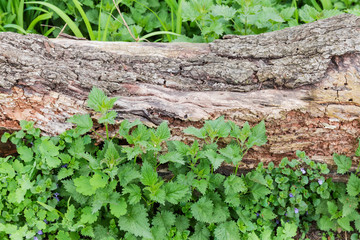 Old cracked moldering tree trunk among the spring grasses