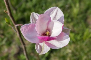 Flower of purple magnolia on branch on a blurred background