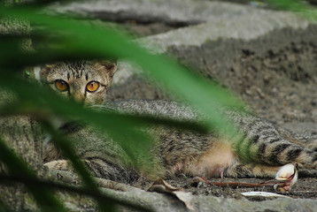 closeup of a domestic asian cat chilling, playing and watching