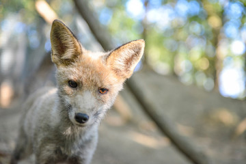 Renardeau sortant de sa tani&egrave;re