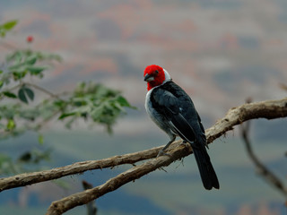 The red-cowled cardinal, Paroaria dominicana, is a bird species in the tanager family.