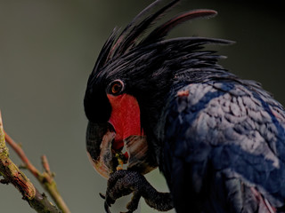 The palm cockatoo, Probosciger aterrimus, also known as the goliath cockatoo or great black...