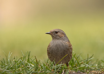 Heckenbraunelle