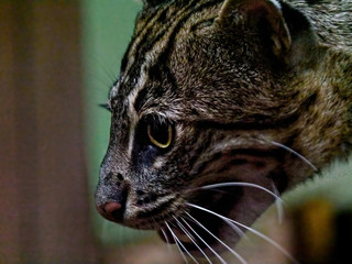 The fishing cat, Prionailurus viverrinus, is a medium-sized wild cat of South and Southeast Asia.