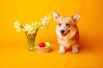 welsh corgi pembroke dog with a bouquet of spring flowers easter theme on a yellow background
