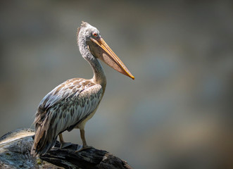 Image of Spot-billed pelican( Pelecanus philippensis) on natural background. Birds. wild animals.