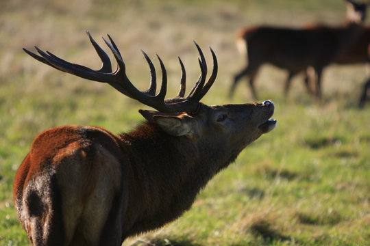 cerf qui brame
