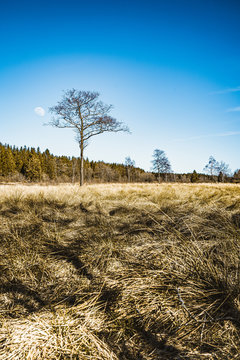 Brackvenn Mond