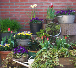 Urban garden / small / mini / English flowers vertical garden nice and green fresh start of the spring with fresh tulips