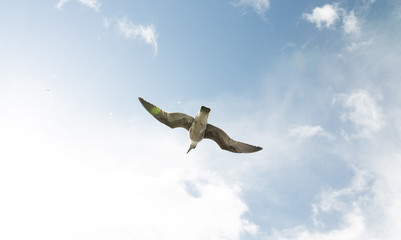 Vogel beim Fliegen von unten Fotografiert