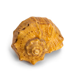 sea shell isolated on white background, decorative seashell