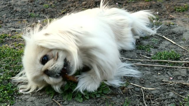 Pekingese dog with white fur chews a stick enthusiastically on the ground. Medium plan.
